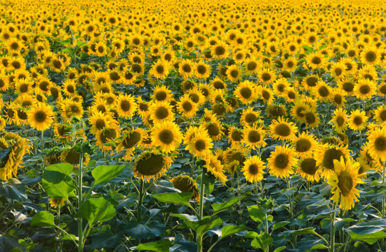 Endless Sunflower Field