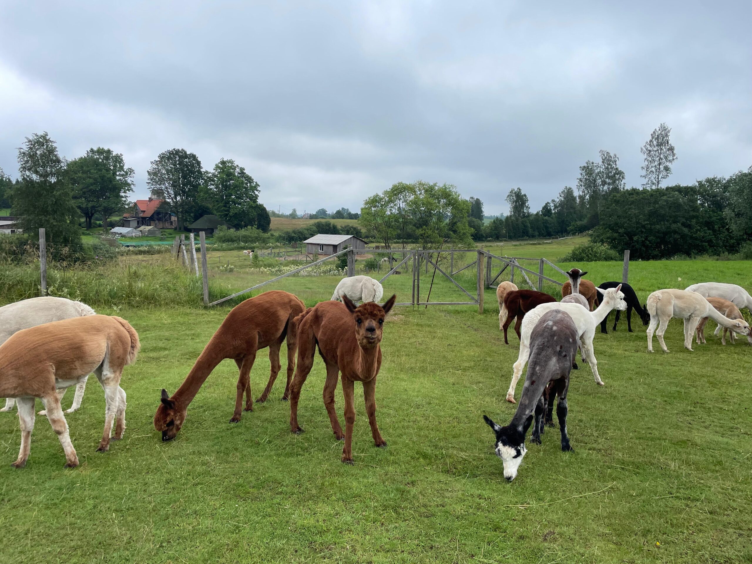 Rikas Alpaku Skola Alpaku Meitenes Ganîbâs